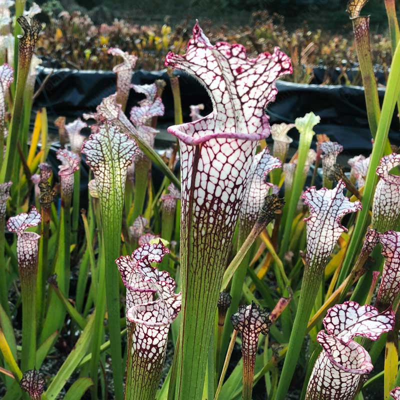 Trumpet Pitchers Seeds