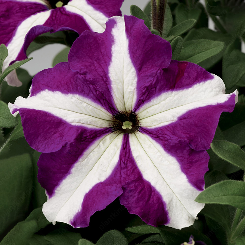 🌈Hot Sale🔥Petunia TriTunia Series Seeds🌼Multi-color