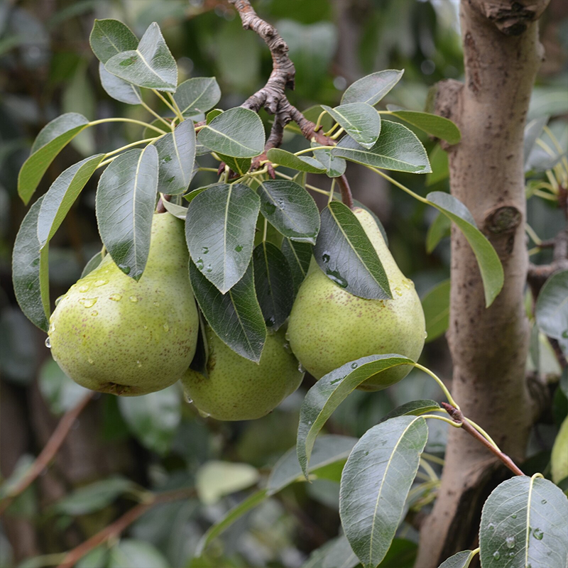 Packham's Triumph Pear Seeds