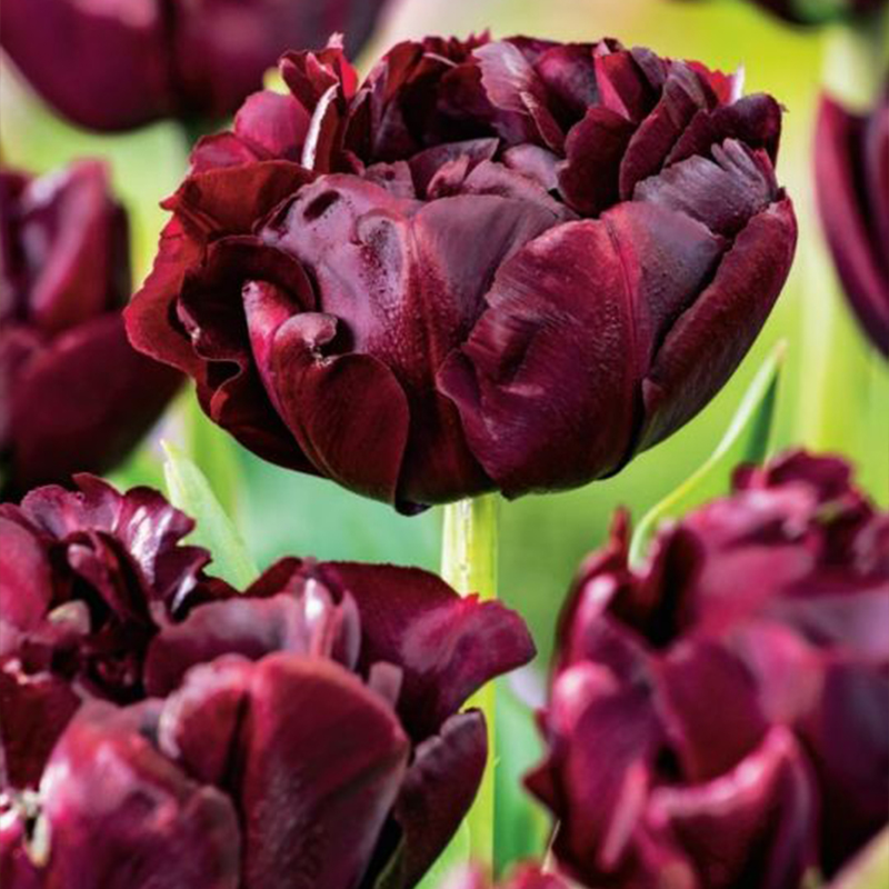 Palmyra Double Tulip