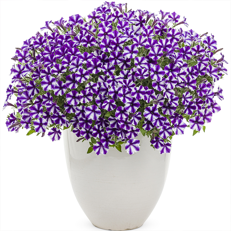 🌈Hot Sale🔥Petunia TriTunia Series Seeds🌼Multi-color