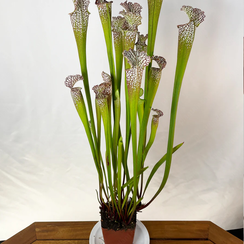 Trumpet Pitchers Seeds