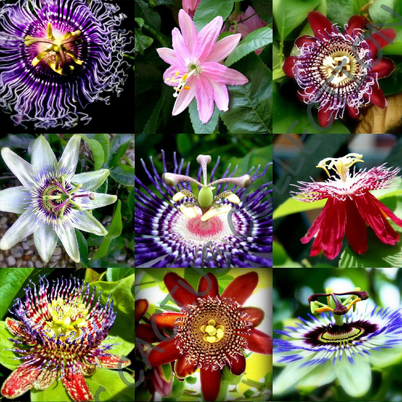 📢Spring Hot 🌟Sell Passionflower Seeds 🌟Colorful Flowers