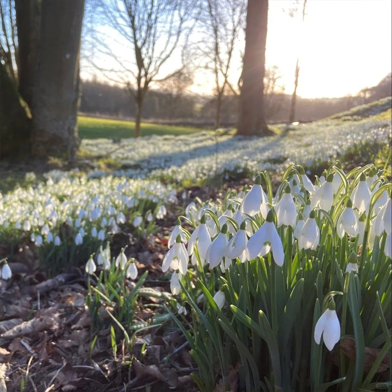 ❄️Snowdrop Flower Seeds