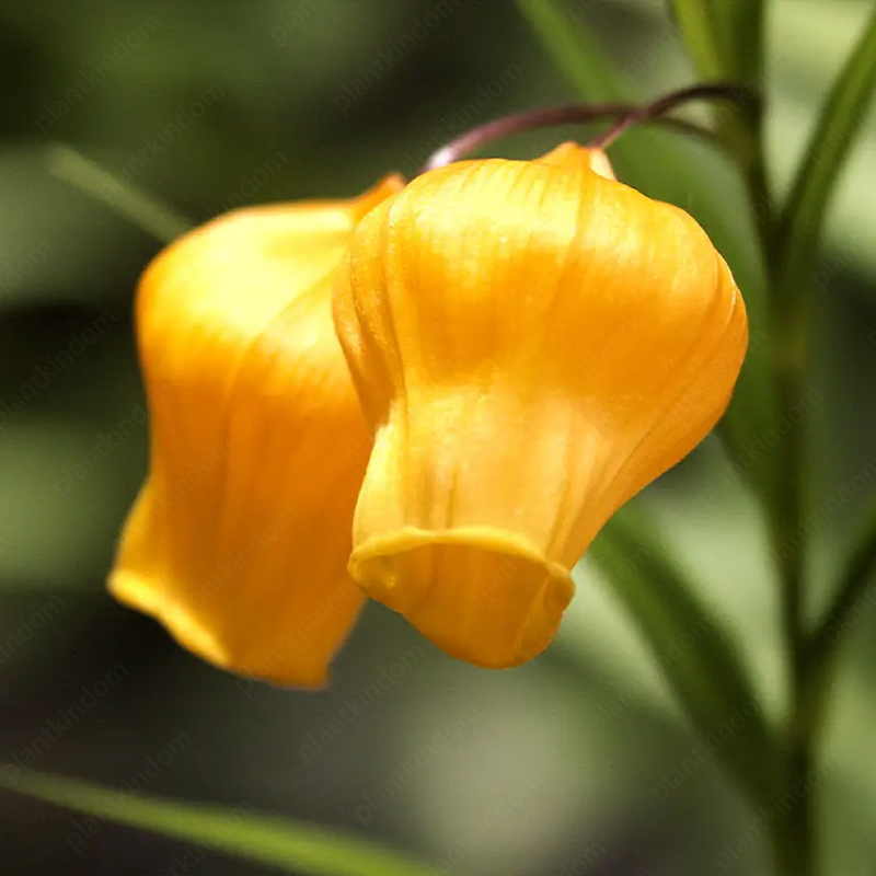 Sandersonia aurantiaca Hook