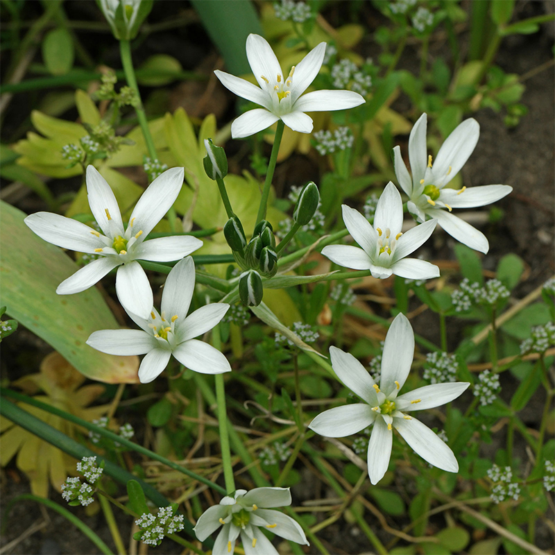 Star of Bethlehem Ornithogalum Arabicum Seeds