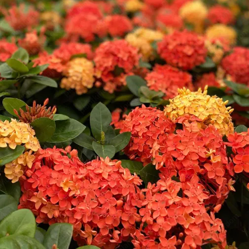 Ixora Seeds