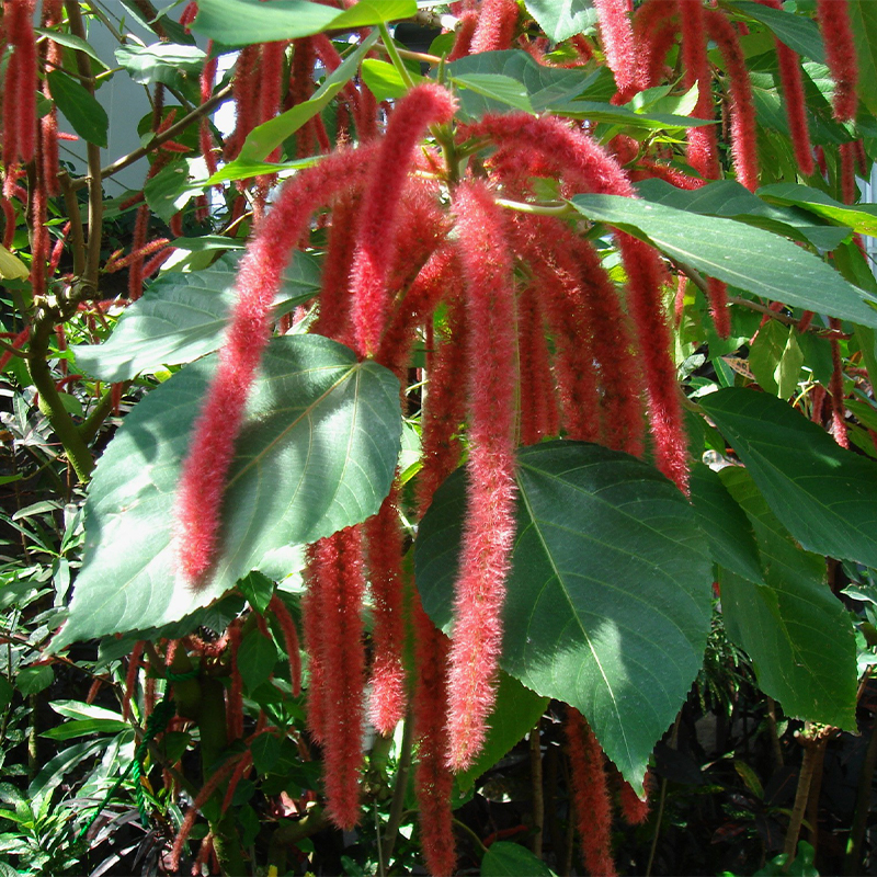 Acalypha Hispida-Summer Love