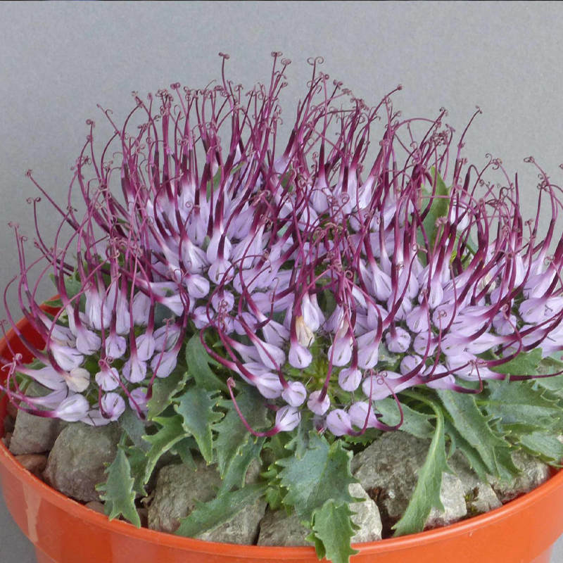 Tufted Horned Rampion Seeds