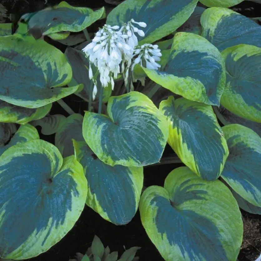 💥Hosta Plantaginea Fragrant Plantain Seeds Fire And Ice Shade Lace