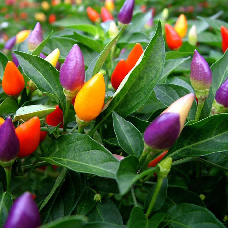 Colorful Pepper Seeds