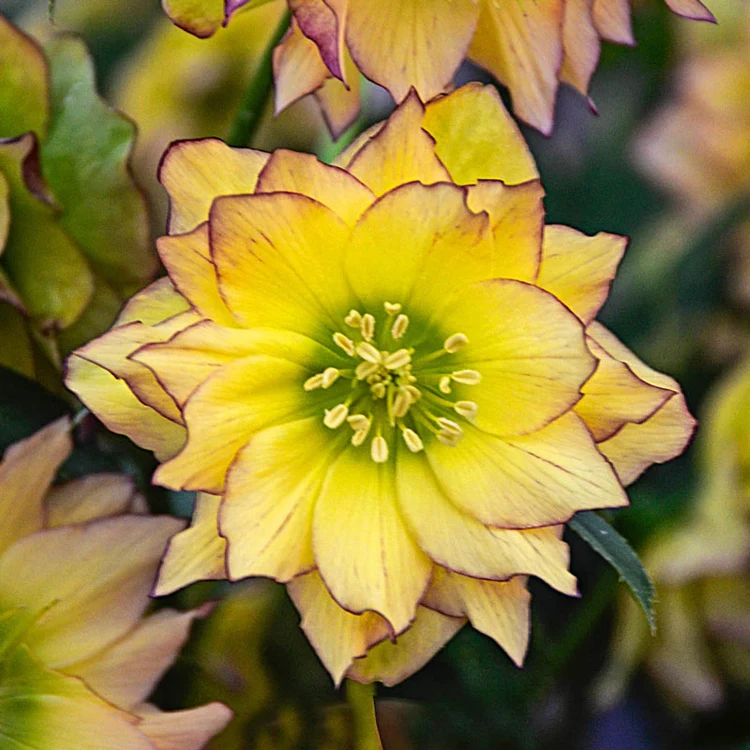 Helleborus