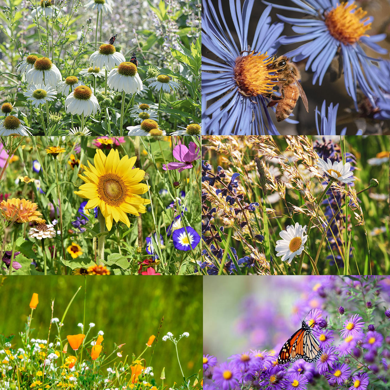 Save Bees Wildflower Seed Series - Pure Non-GMO Flower Seeds