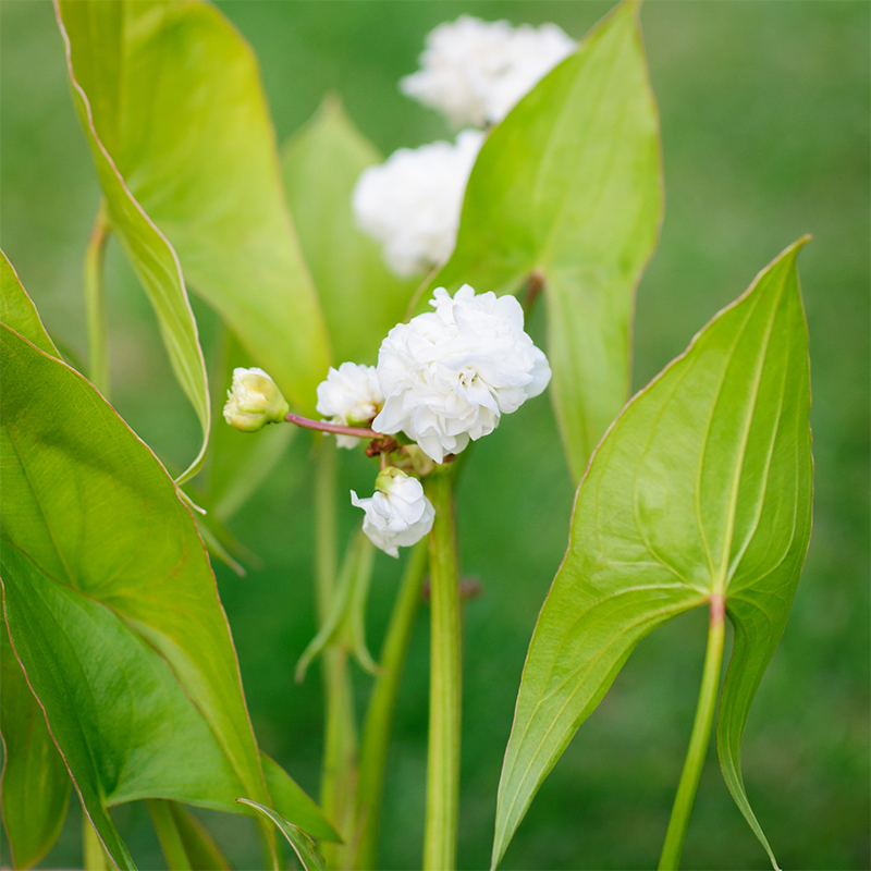 Sagittaria Trifolia 'Flore Pleno' Seeds