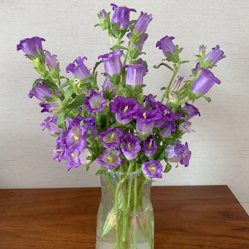 🎉Best Selling🍷Campanula Medium Seeds💐Wine Glass Shape