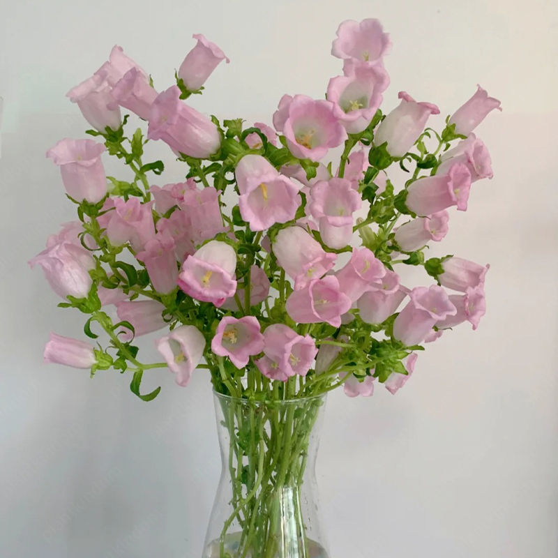 🎉Best Selling🍷Campanula Medium Seeds💐Wine Glass Shape