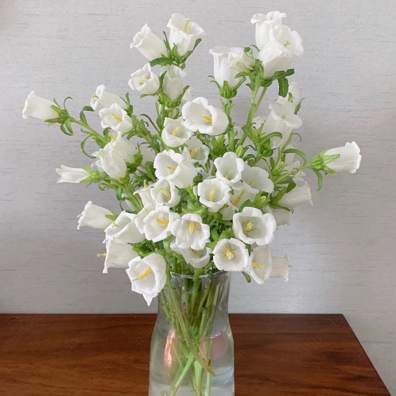 🎉Best Selling🍷Campanula Medium Seeds💐Wine Glass Shape