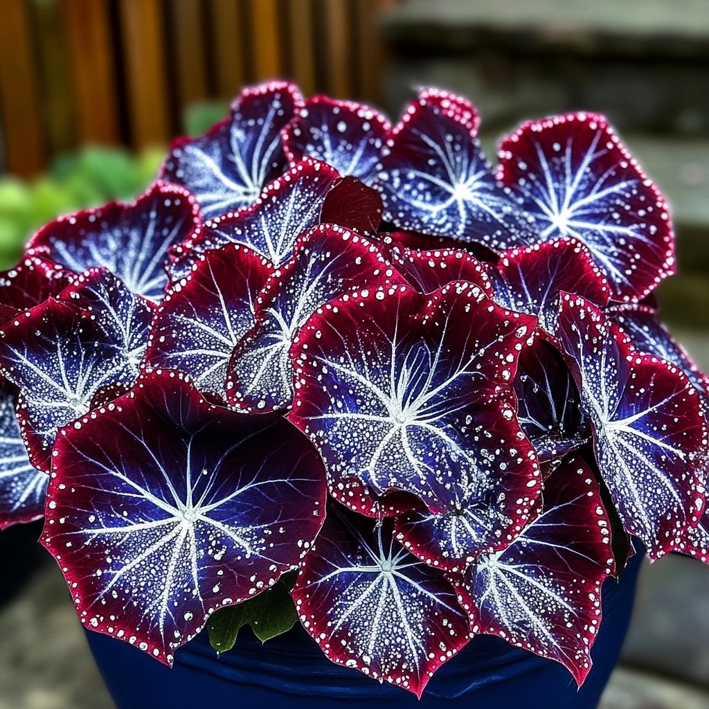 Rare Rex Begonia Seeds