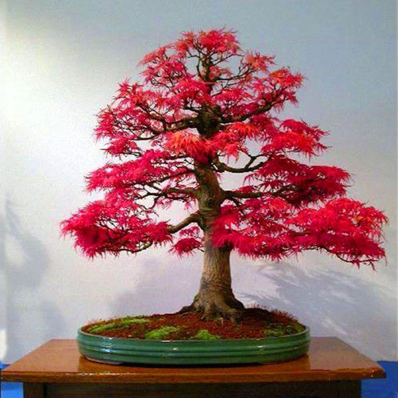 50pcs Red Maple Seeds Garden Bonsai Beautiful Indoor Potting Plant