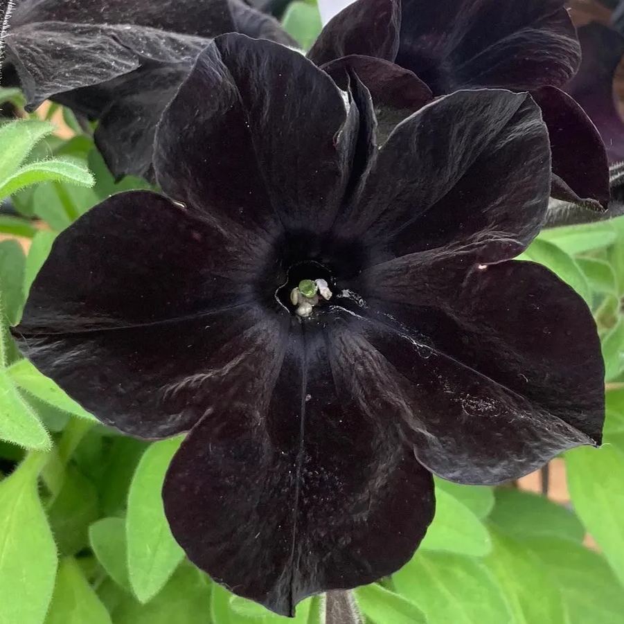 Chilean Morning Glory Seeds