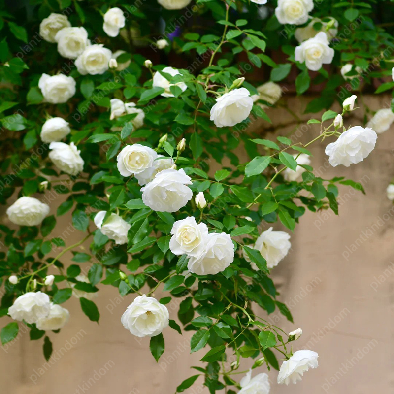 🌹💥 Limited-Time Special Offer on Climbing Rose Seeds!