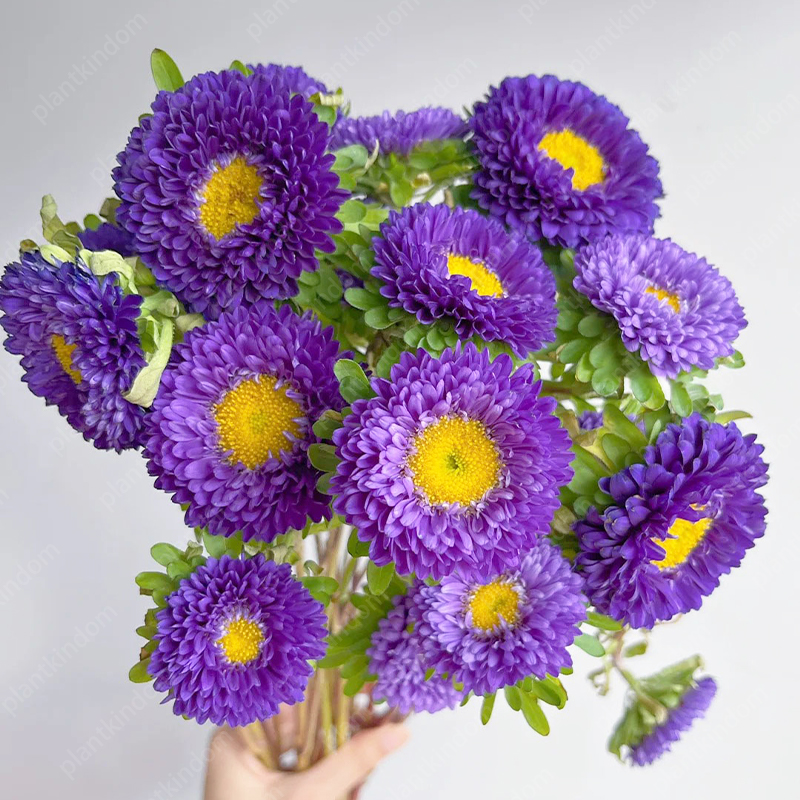 🌼 Limited Time Offer! Mixed Color Aster Seeds 