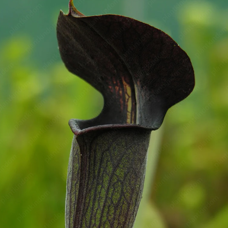 Trumpet Pitchers Seeds