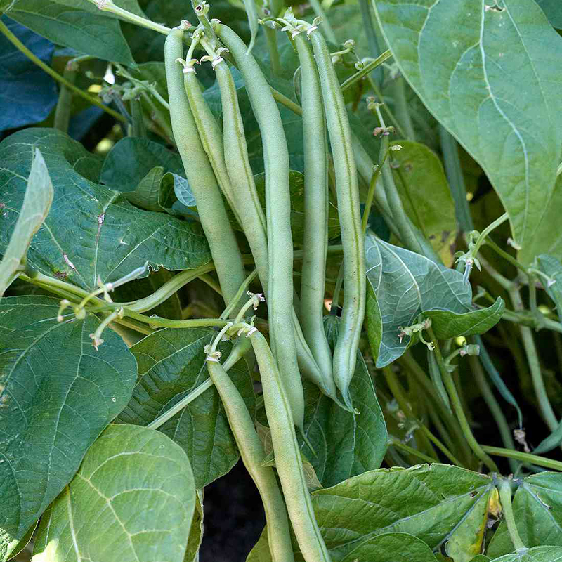 Bush Bean Seeds