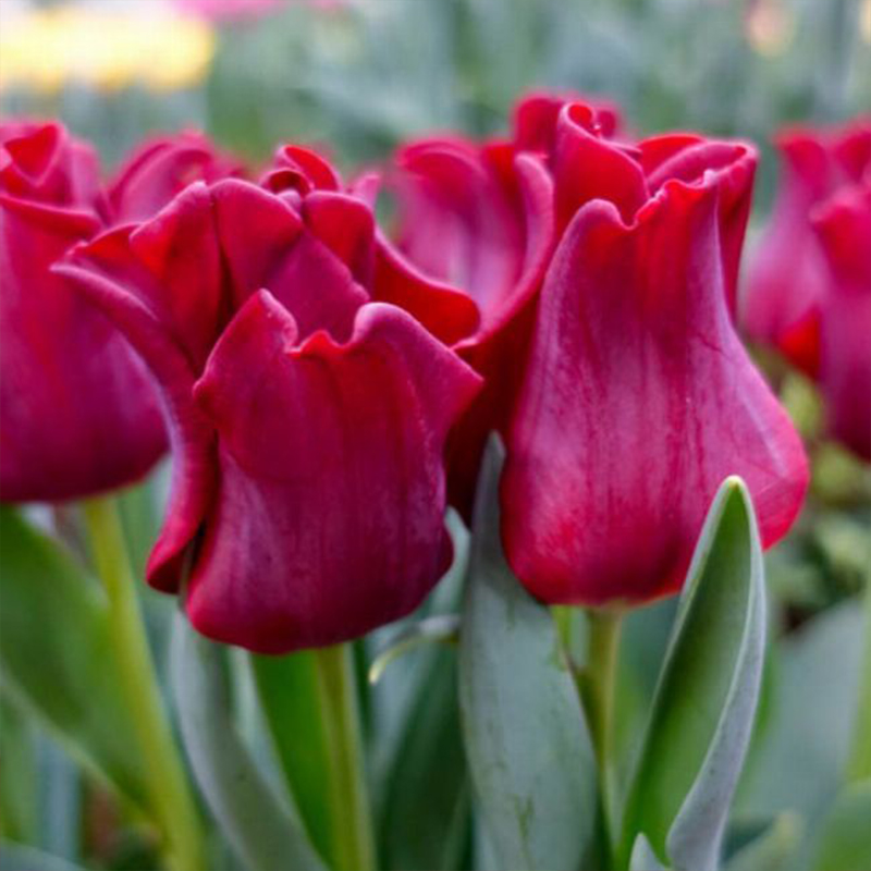 Tulipa – Red Dress Seeds