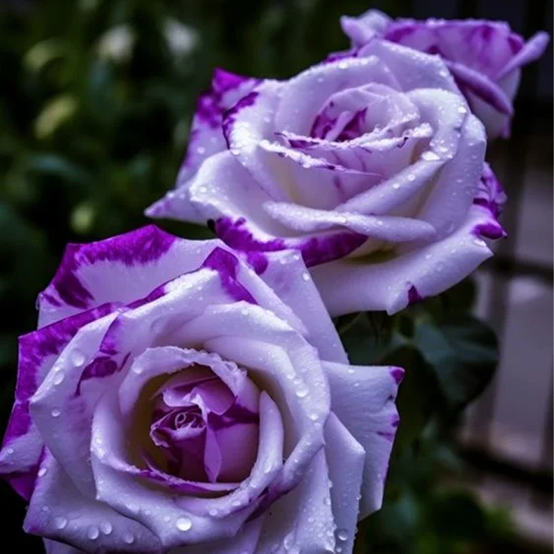 Rare Tricolor Rose 'Watercolor' Seeds