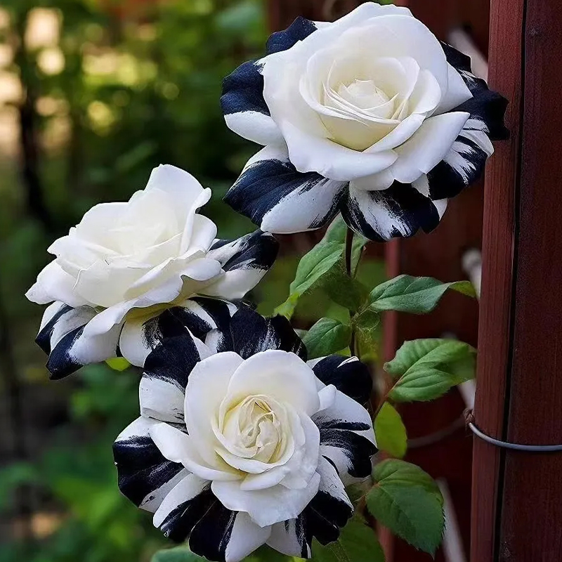 Rare Tricolor Rose 'Watercolor' Seeds