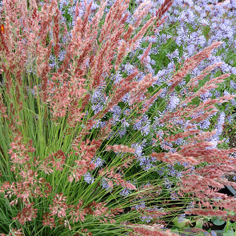 Melinus nerviglumis 'Ruby Grass' Seeds