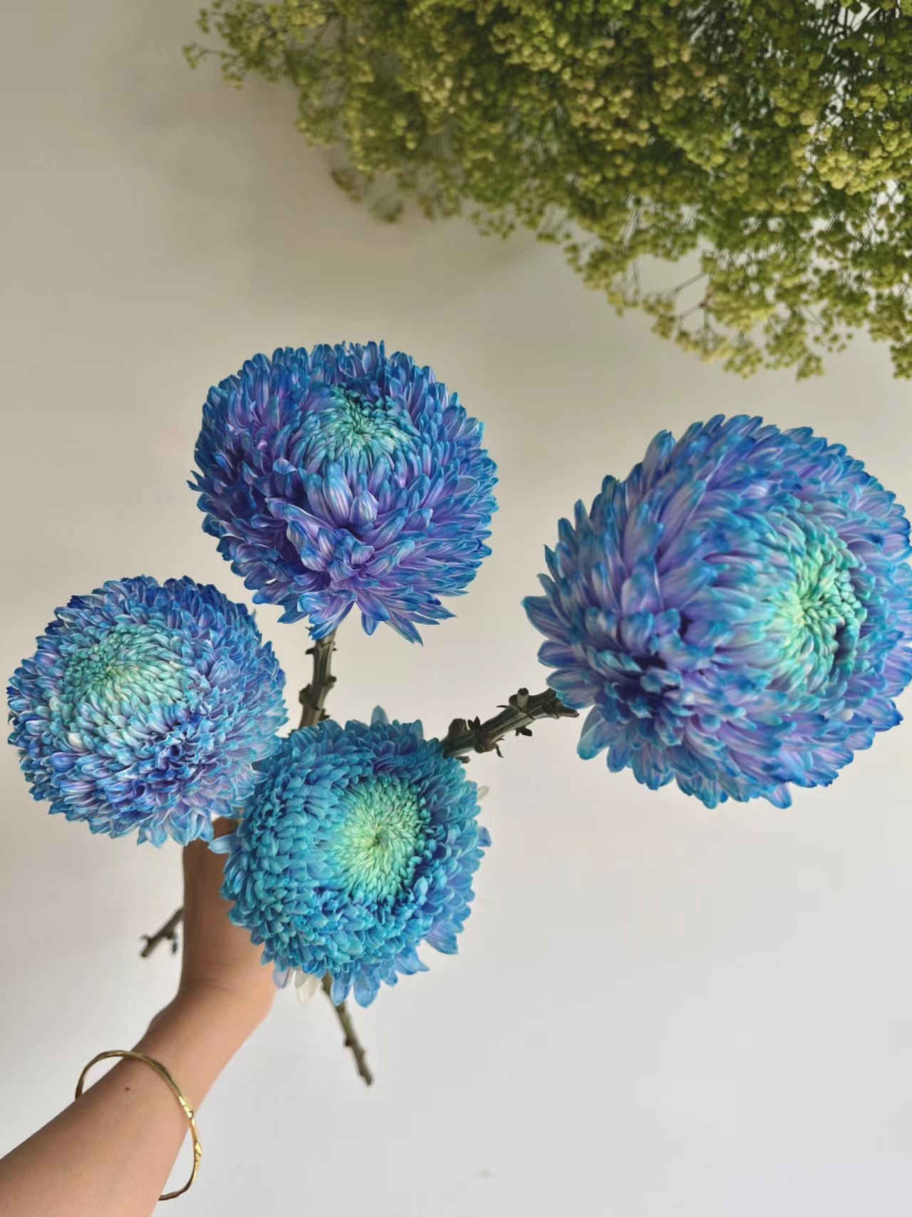 Starry Sky Peony Chrysanthemum Seeds