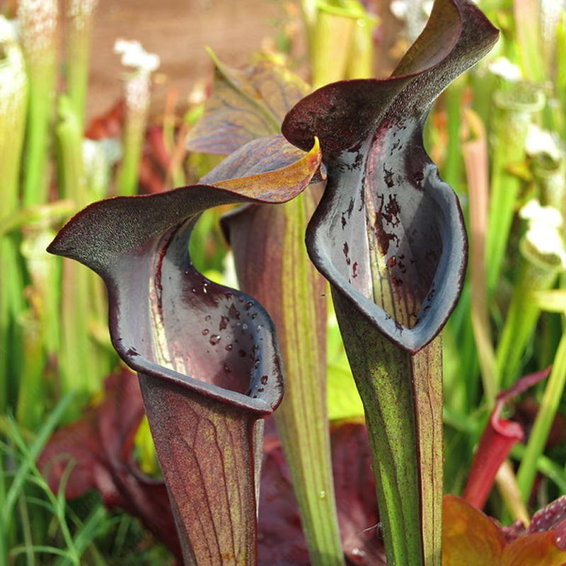 Trumpet Pitchers Seeds