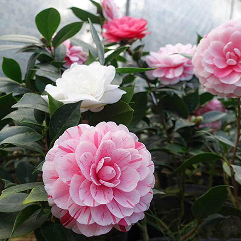 Five-Color Red Camellia Seeds