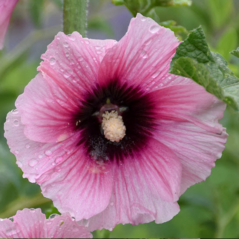 Hollyhock Halo Candy