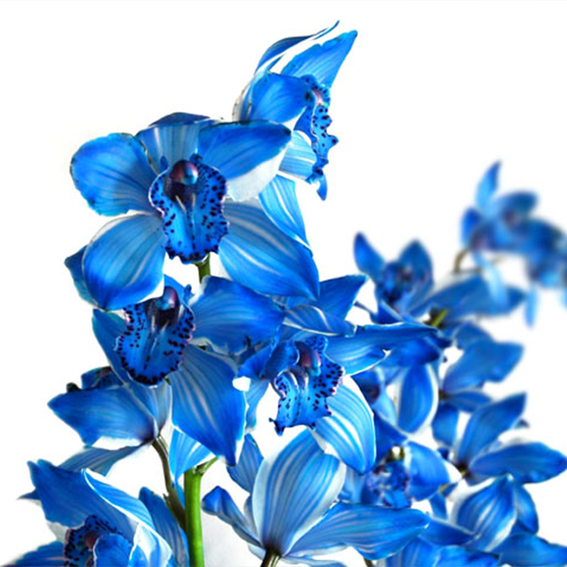 Cymbidium sp. Seeds Pretty 