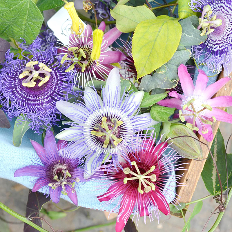 passionflower