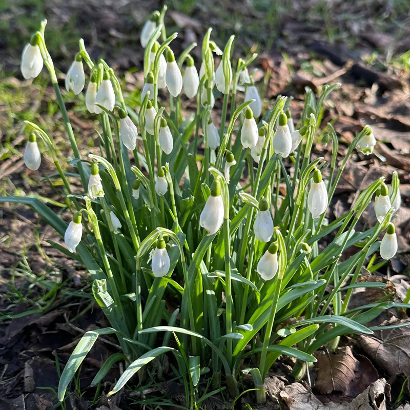 ❄️Snowdrop Flower Seeds