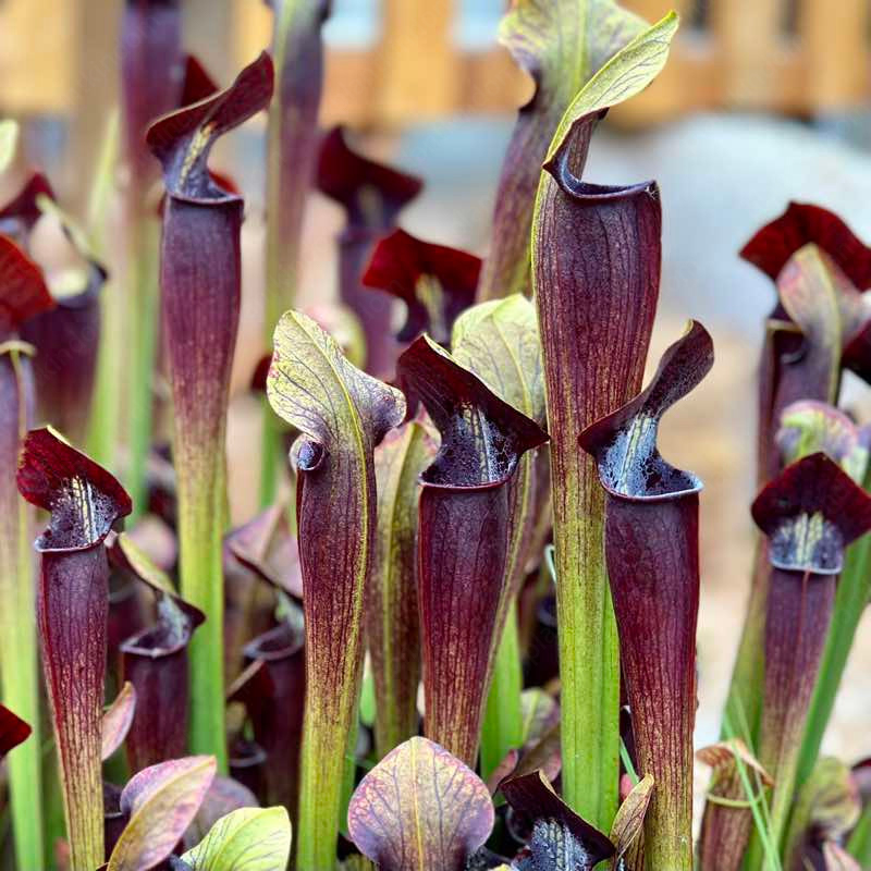 Trumpet Pitchers Seeds