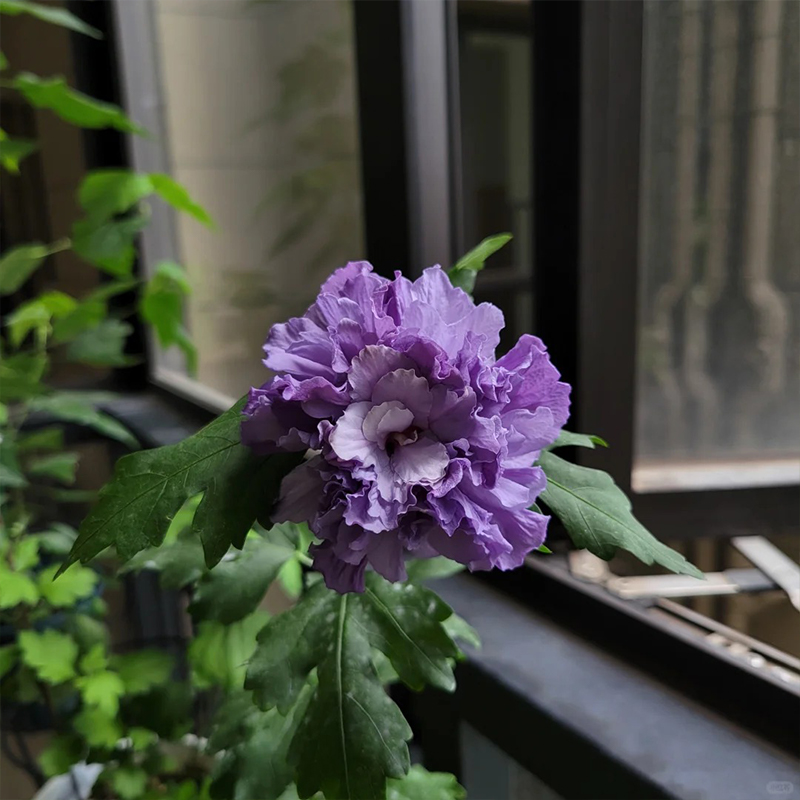 Bulleberry Smoothie Althea