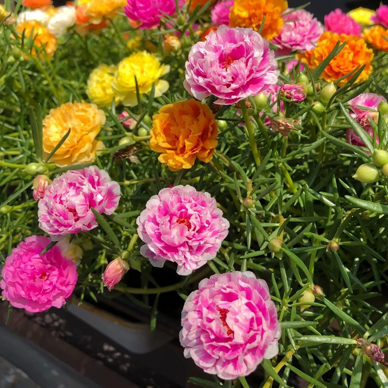 🦄Portulaca grandiflorum seeds✨Super low price mixed seeds