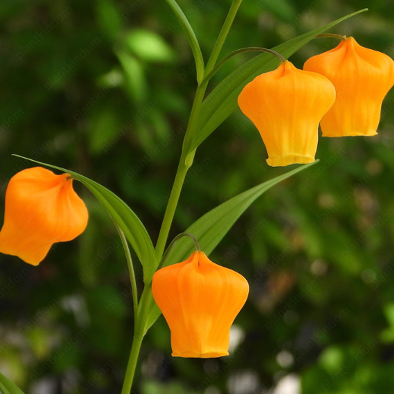 Sandersonia aurantiaca Hook