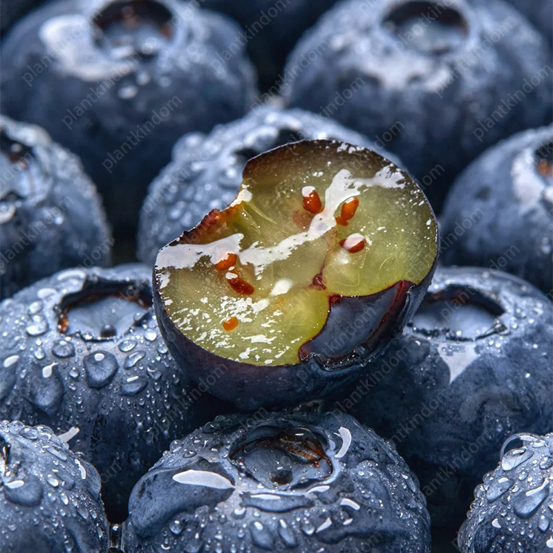 🌟 Limited Time Offer: Blueberry Seeds 