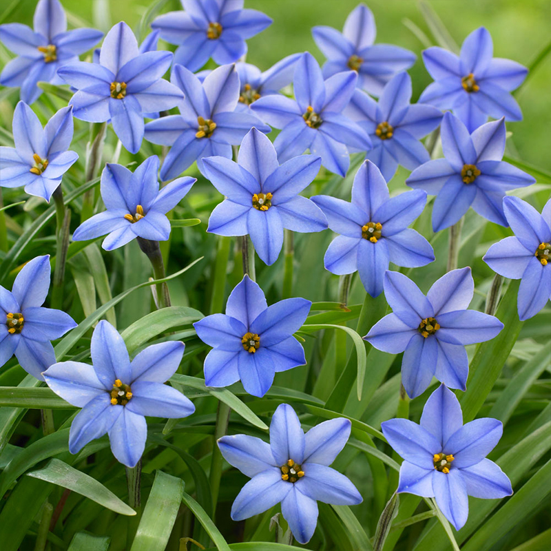 Ipheion Uniflorum Seeds