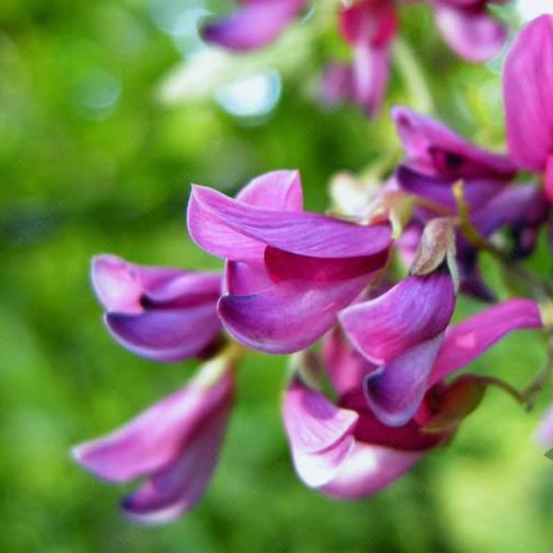 Lespedeza Thunbergii Seeds
