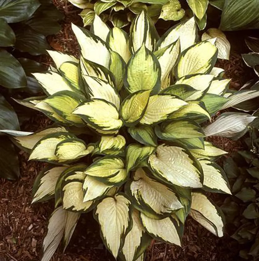 💥Hosta Plantaginea Fragrant Plantain Seeds Fire And Ice Shade Lace