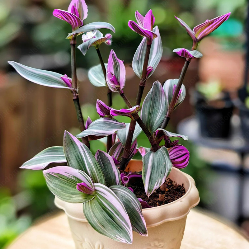 Tradescantia 'Nanouk' Seeds