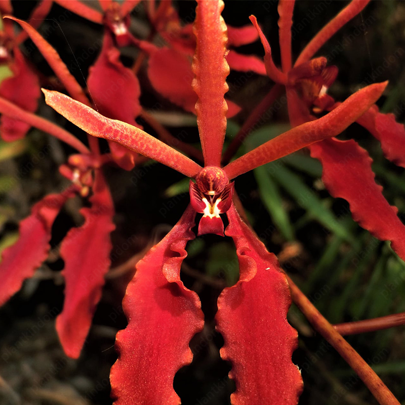 Renanthera Seeds