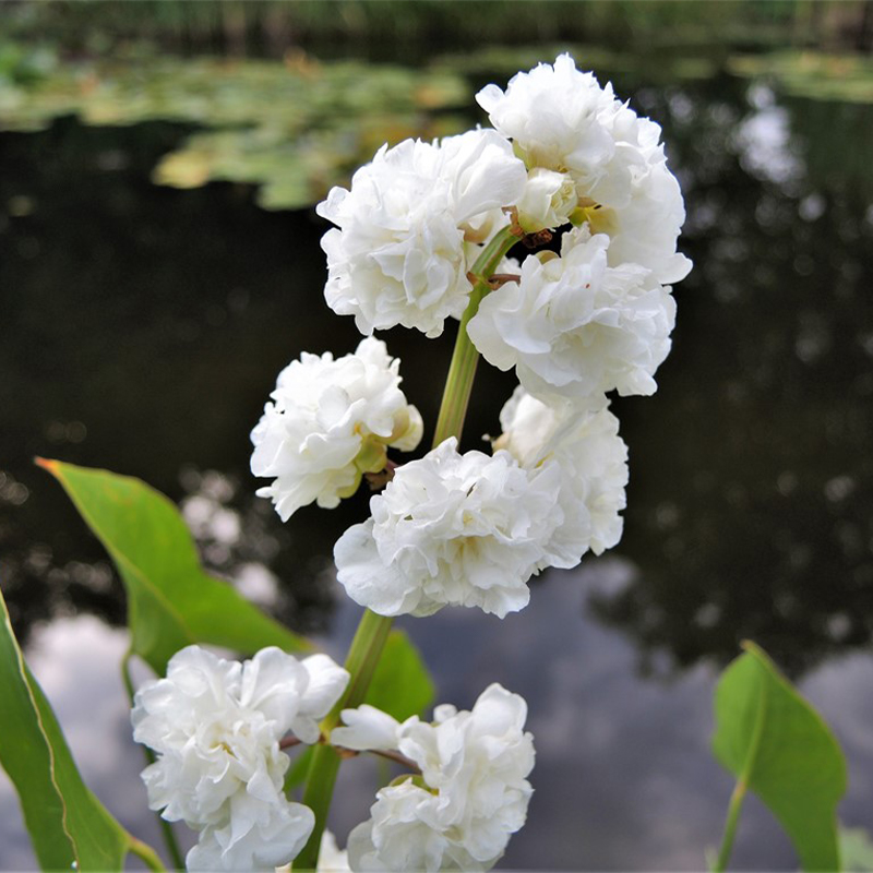 Sagittaria Trifolia 'Flore Pleno' Seeds